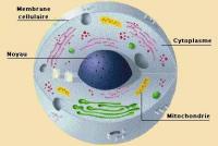 cellule-mitochondrie-1-1.jpg